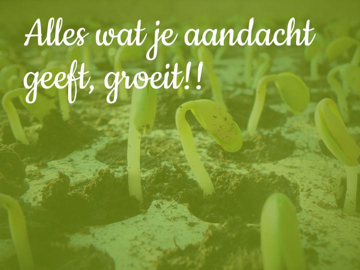 foto van zaadjes die ontkiemen tekst alles wat je aandacht geeft, groeit