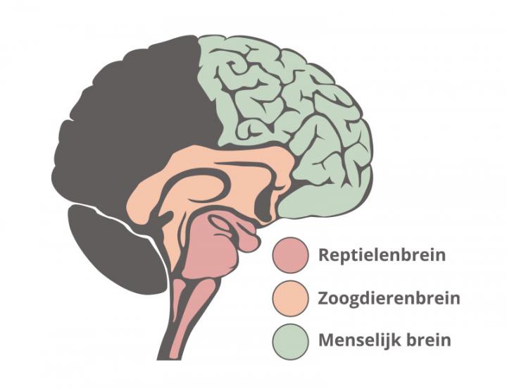 foto van de hersenen